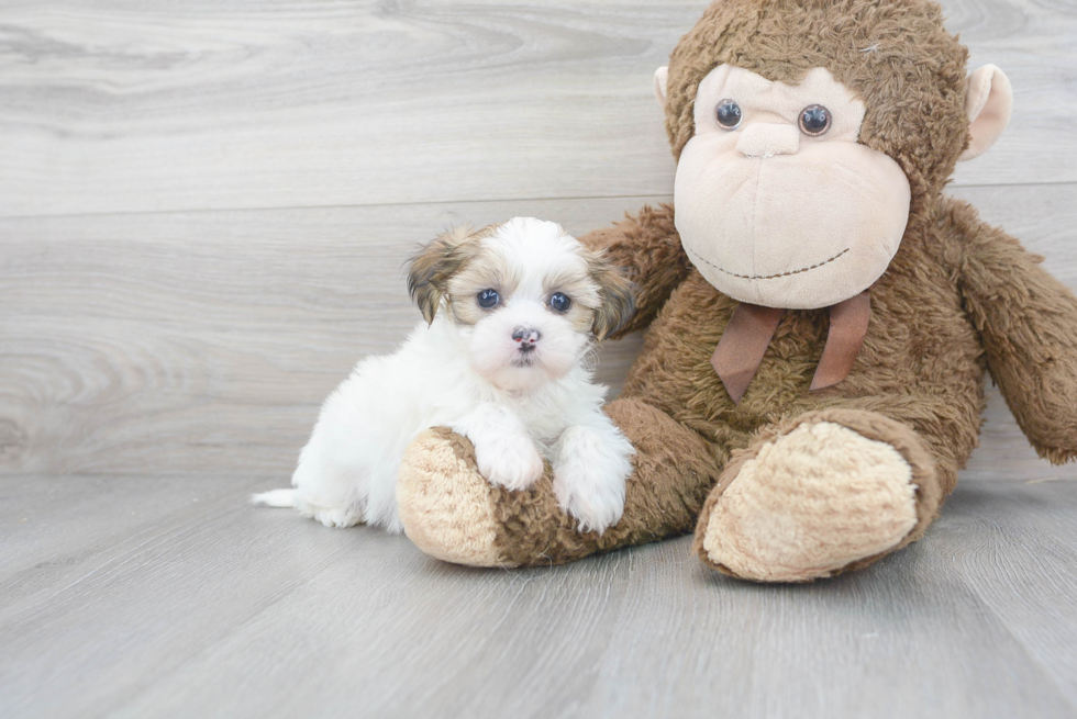 Teddy Bear Pup Being Cute