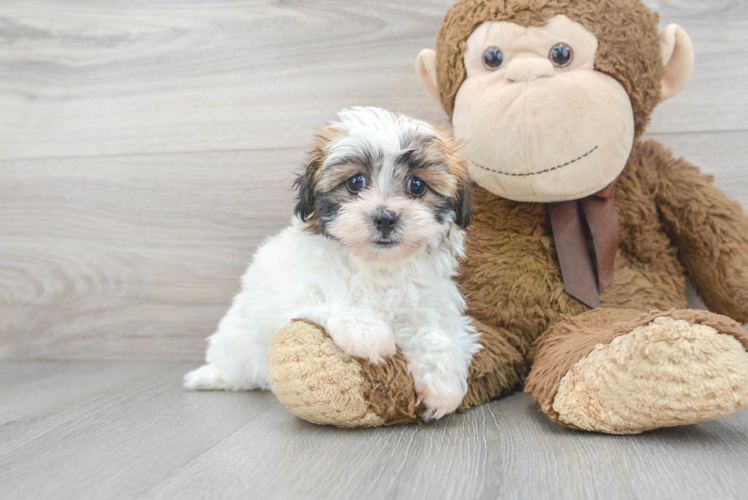 Meet Bailey - our Teddy Bear Puppy Photo 1/3 - Puppy Love PR Cute Teddy Bear Baby