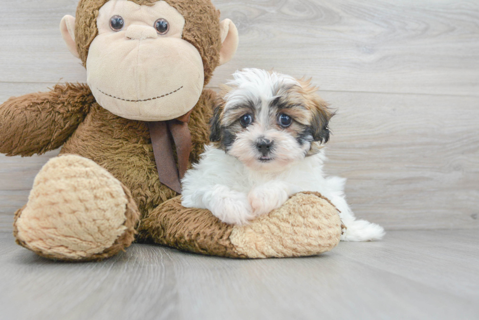Funny Teddy Bear Designer Pup