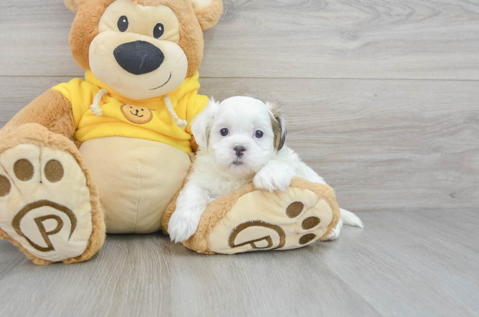 5 week old Teddy Bear Puppy For Sale - Puppy Love PR