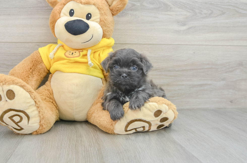 5 week old Teddy Bear Puppy For Sale - Puppy Love PR