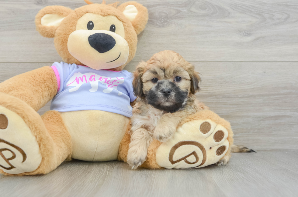 7 week old Teddy Bear Puppy For Sale - Puppy Love PR