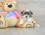 6 week old Teddy Bear Puppy For Sale - Puppy Love PR