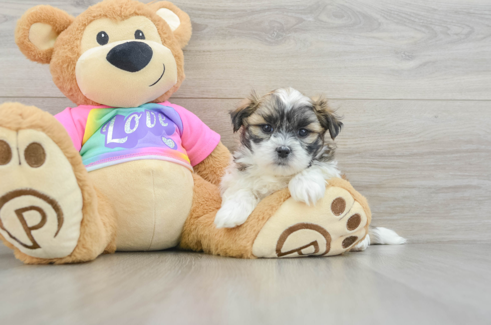 6 week old Teddy Bear Puppy For Sale - Puppy Love PR