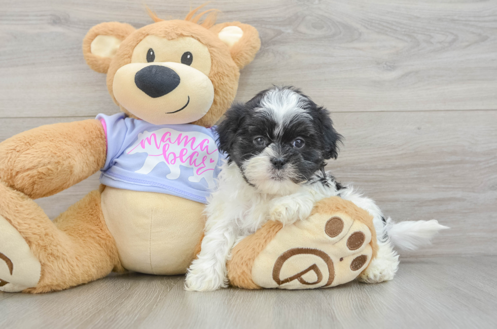 6 week old Teddy Bear Puppy For Sale - Puppy Love PR