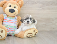 5 week old Teddy Bear Puppy For Sale - Puppy Love PR