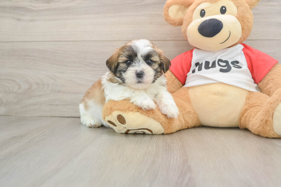 Teddy Bear Pup Being Cute