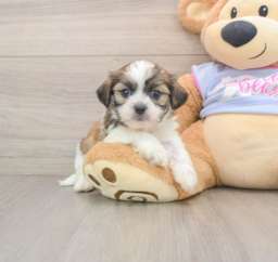5 week old Teddy Bear Puppy For Sale - Puppy Love PR