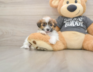 7 week old Teddy Bear Puppy For Sale - Puppy Love PR