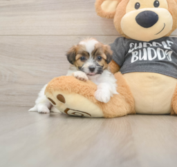 7 week old Teddy Bear Puppy For Sale - Puppy Love PR