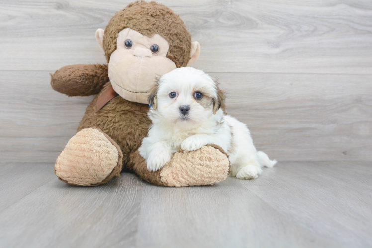 Meet Bart - our Teddy Bear Puppy Photo 1/3 - Puppy Love PR Teddy Bear Puppy for Adoption