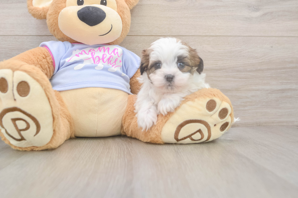 Teddy Bear Puppy for Adoption