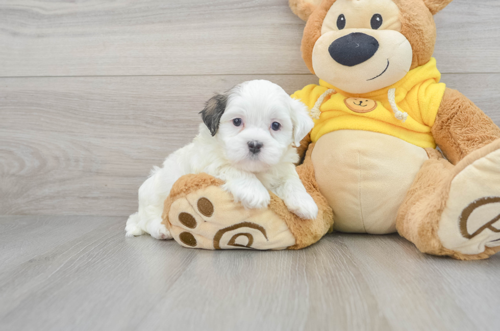 5 week old Teddy Bear Puppy For Sale - Puppy Love PR