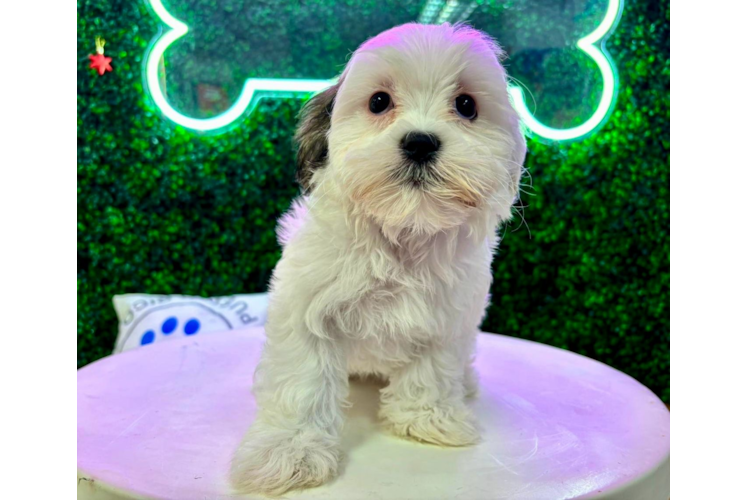 Teddy Bear Puppy for Adoption