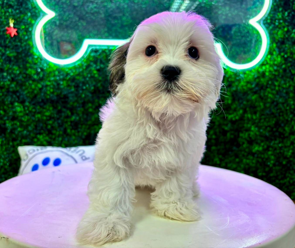 Teddy Bear Puppy for Adoption