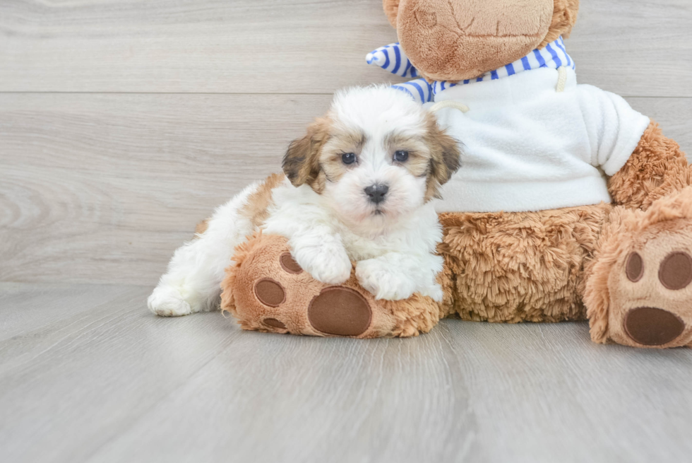 Petite Teddy Bear Designer Pup