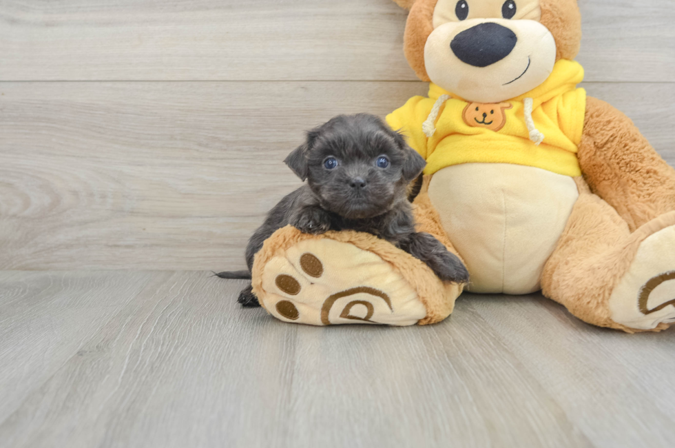 5 week old Teddy Bear Puppy For Sale - Puppy Love PR