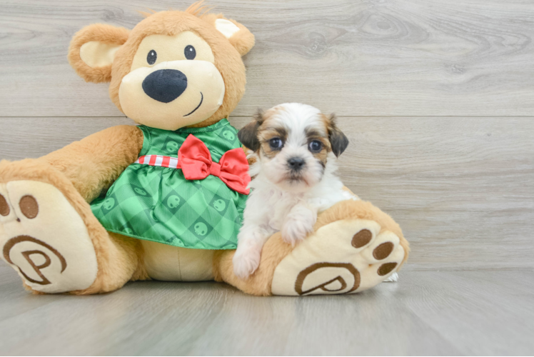 Meet Becky - our Teddy Bear Puppy Photo 1/3 - Puppy Love PR Teddy Bear Puppy for Adoption