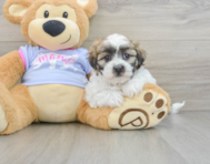 8 week old Teddy Bear Puppy For Sale - Puppy Love PR