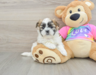 9 week old Teddy Bear Puppy For Sale - Puppy Love PR