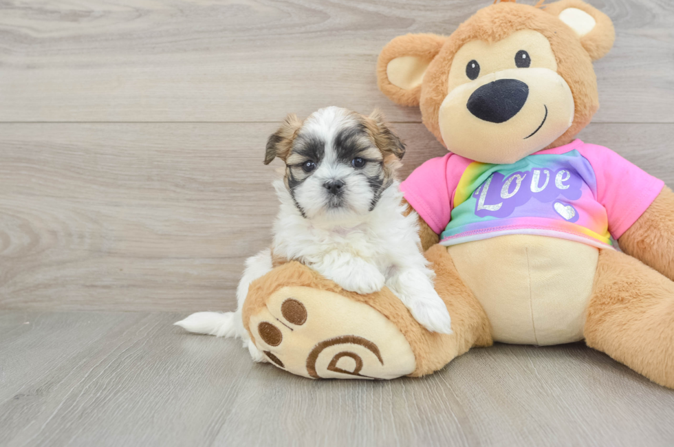 6 week old Teddy Bear Puppy For Sale - Puppy Love PR