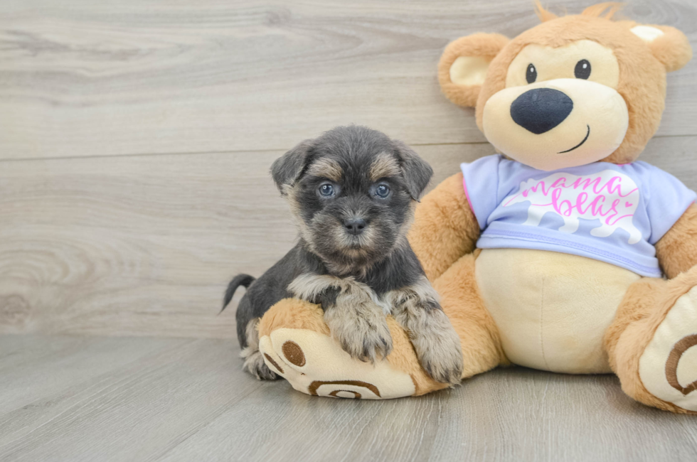 6 week old Teddy Bear Puppy For Sale - Puppy Love PR