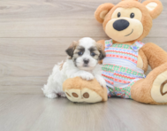 5 week old Teddy Bear Puppy For Sale - Puppy Love PR