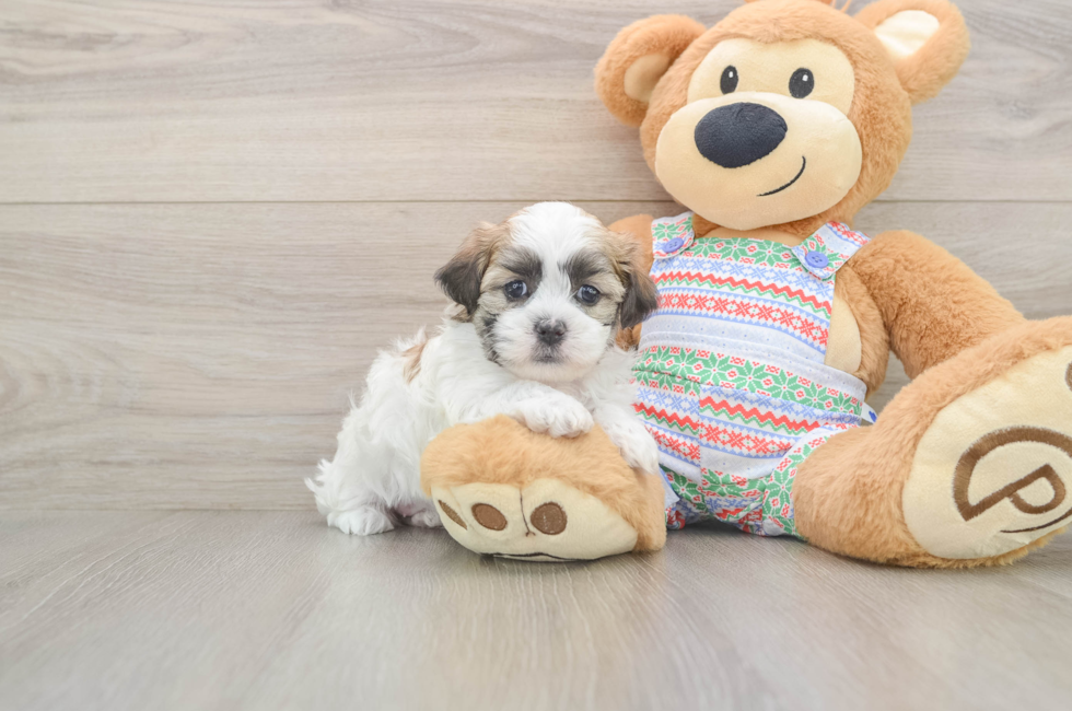 5 week old Teddy Bear Puppy For Sale - Puppy Love PR