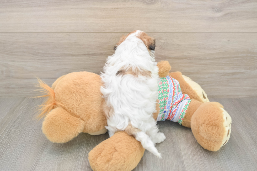 Teddy Bear Pup Being Cute