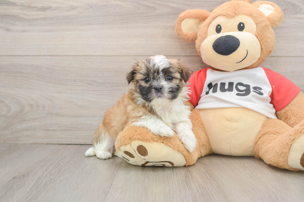 Teddy Bear Pup Being Cute