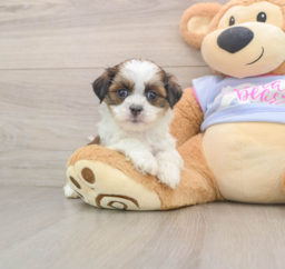 6 week old Teddy Bear Puppy For Sale - Puppy Love PR