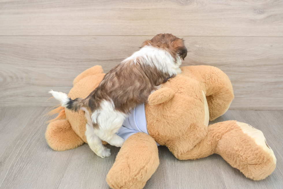 Best Teddy Bear Baby