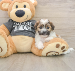7 week old Teddy Bear Puppy For Sale - Puppy Love PR