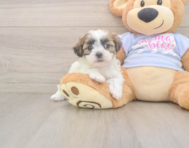 8 week old Teddy Bear Puppy For Sale - Puppy Love PR