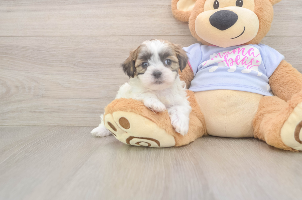 7 week old Teddy Bear Puppy For Sale - Puppy Love PR