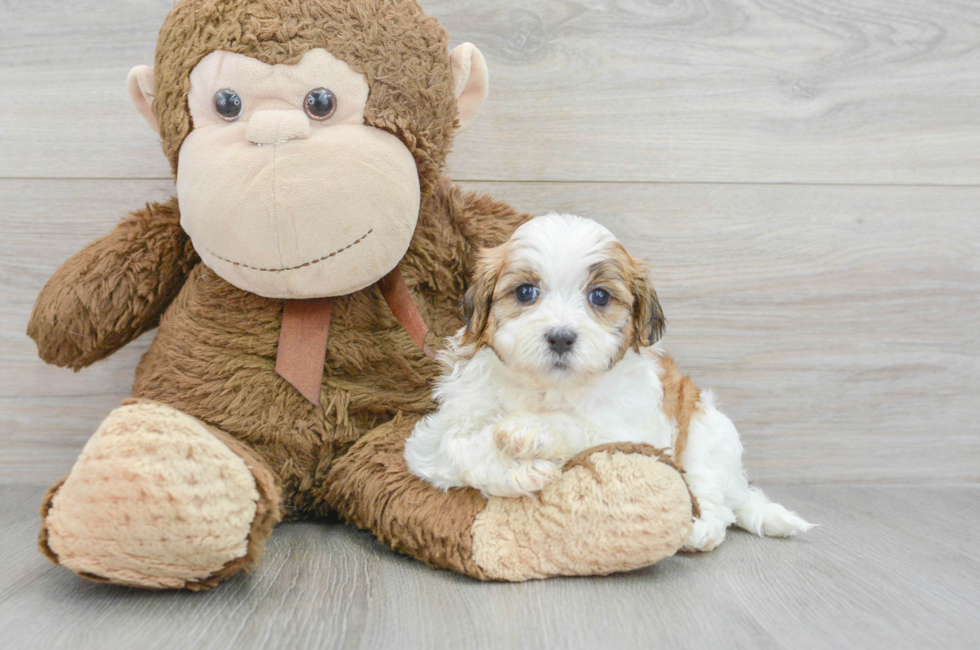 5 week old Teddy Bear Puppy For Sale - Puppy Love PR