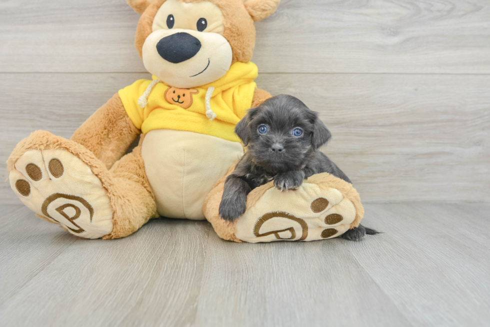 Teddy Bear Puppy for Adoption