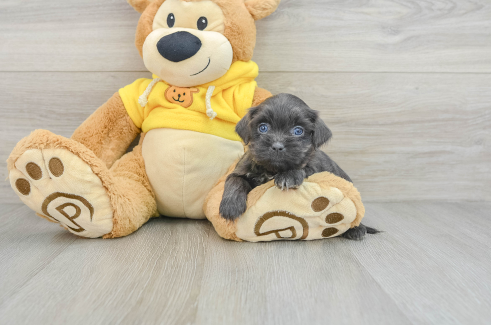 5 week old Teddy Bear Puppy For Sale - Puppy Love PR