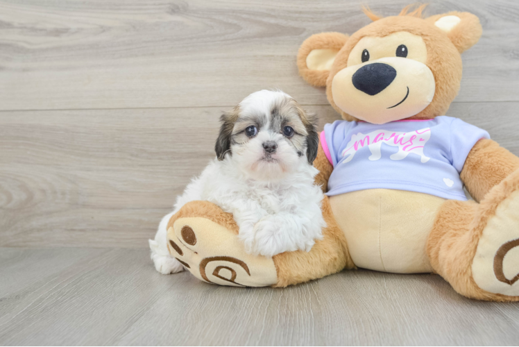Meet Beth - our Teddy Bear Puppy Photo 1/3 - Puppy Love PR Teddy Bear Pup Being Cute