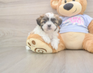8 week old Teddy Bear Puppy For Sale - Puppy Love PR