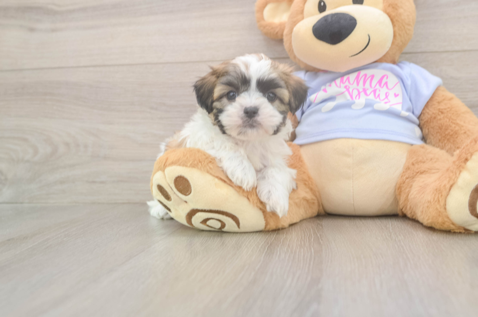 7 week old Teddy Bear Puppy For Sale - Puppy Love PR