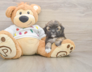 7 week old Teddy Bear Puppy For Sale - Puppy Love PR