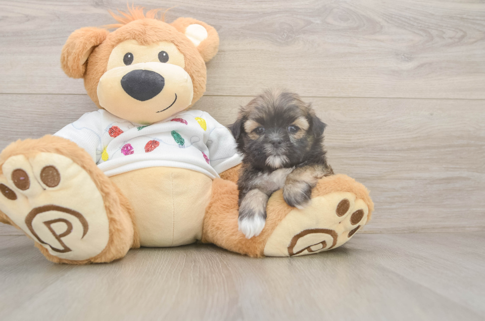 5 week old Teddy Bear Puppy For Sale - Puppy Love PR