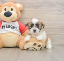 7 week old Teddy Bear Puppy For Sale - Puppy Love PR