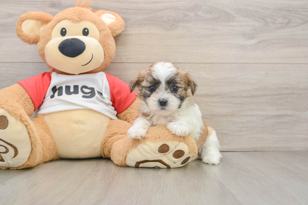 Happy Teddy Bear Baby