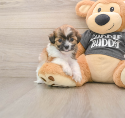7 week old Teddy Bear Puppy For Sale - Puppy Love PR