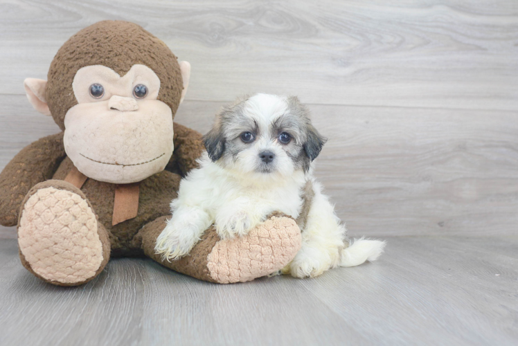 Meet Beth - our Teddy Bear Puppy Photo 1/3 - Puppy Love PR Teddy Bear Puppy for Adoption