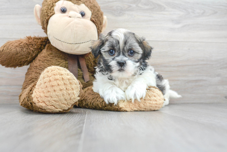 Meet Beth - our Teddy Bear Puppy Photo 1/2 - Puppy Love PR Popular Teddy Bear Designer Pup