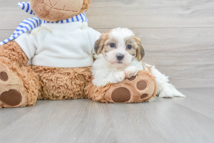 Meet Bianca - our Teddy Bear Puppy Photo 1/3 - Puppy Love PR Energetic Shi Chon Designer Puppy