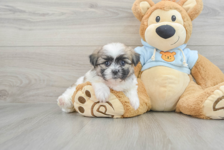 Meet Bianca - our Teddy Bear Puppy Photo 1/3 - Puppy Love PR Teddy Bear Pup Being Cute